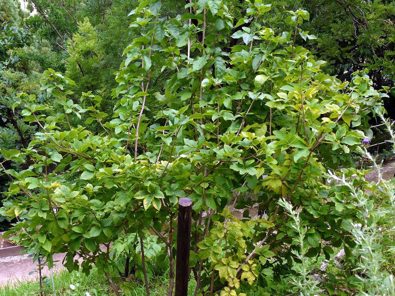 �P���}�E�R�M